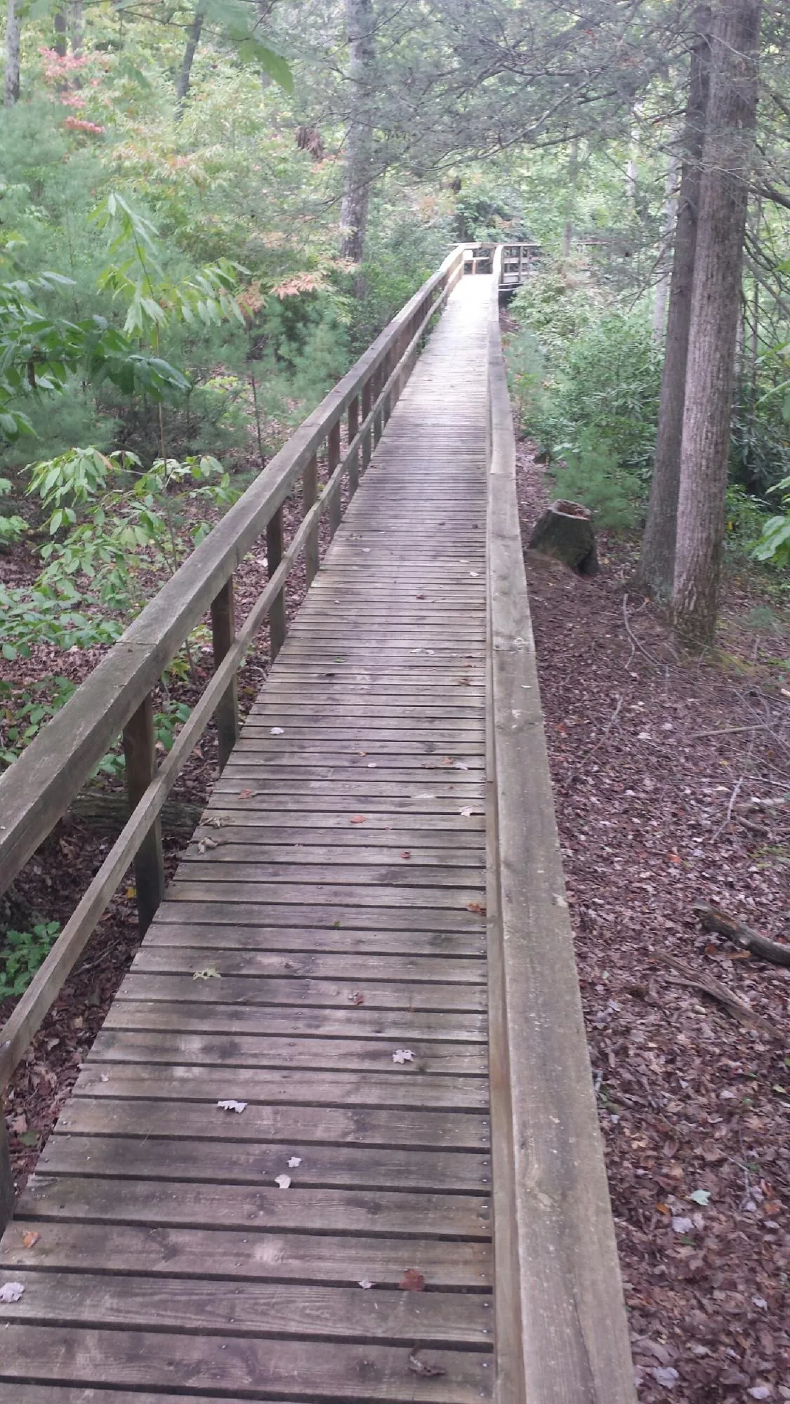 Long wood walkway with handrails built through the woods in Moorpark